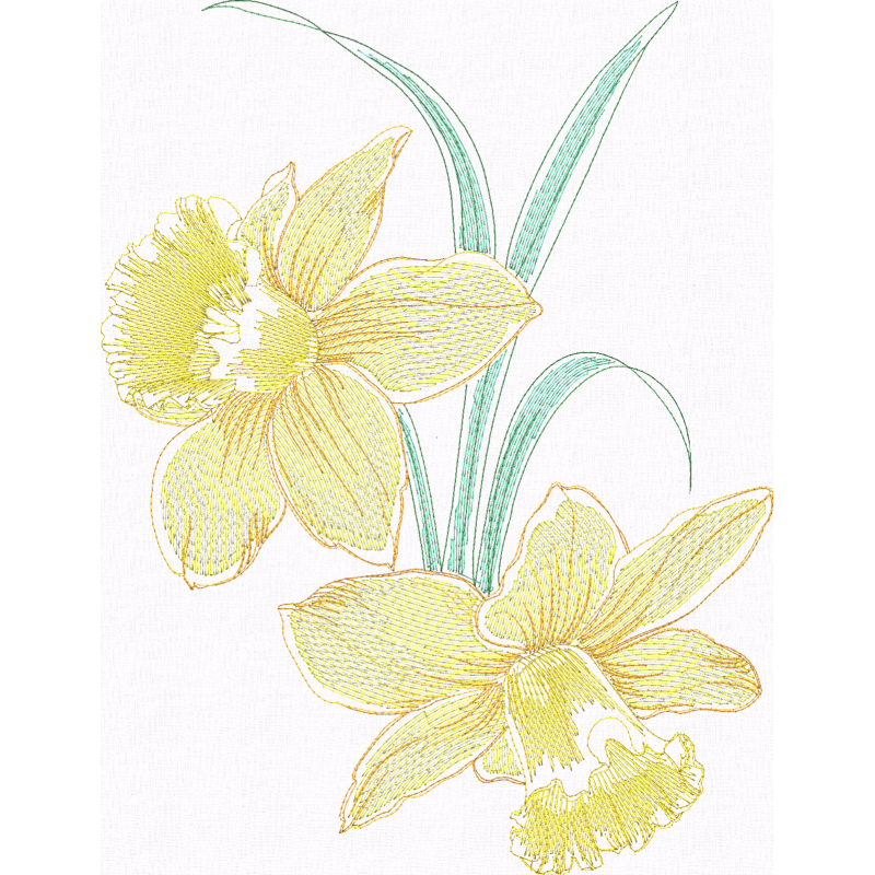 Daffodils