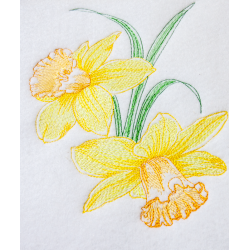 Daffodils