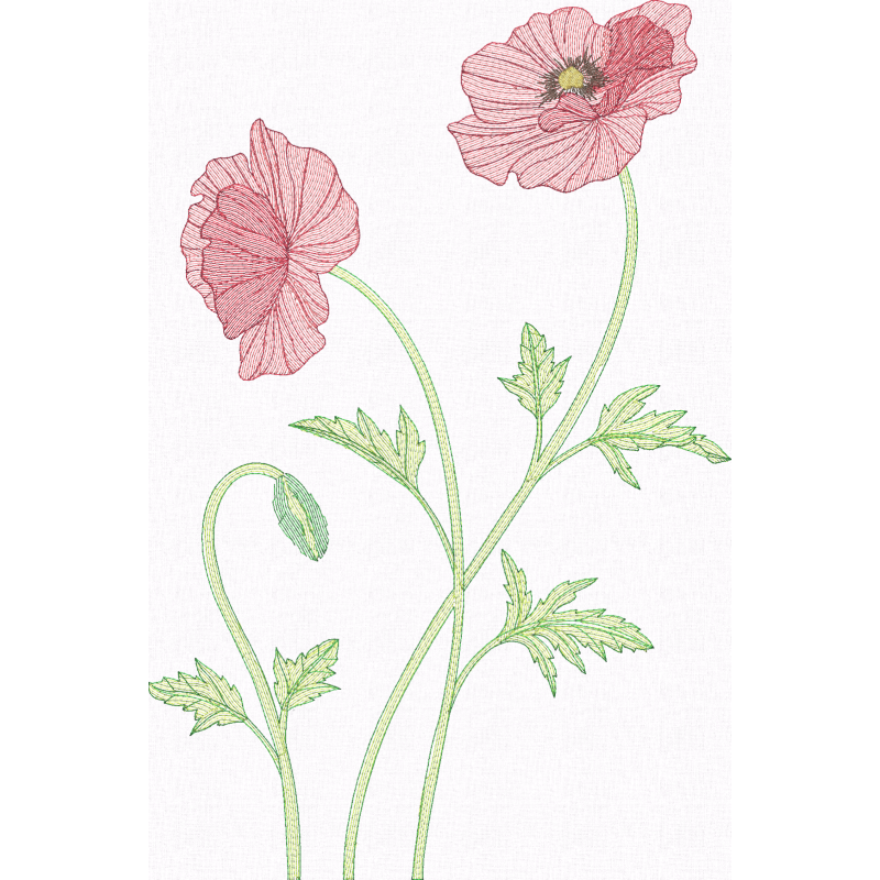 Poppies