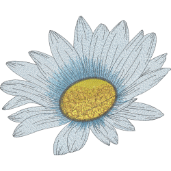 Blooming Daisy