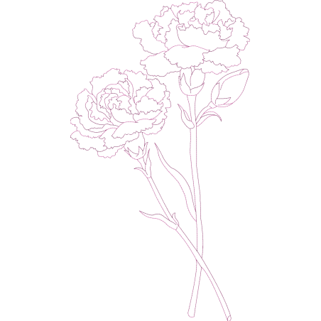 Pair of carnations